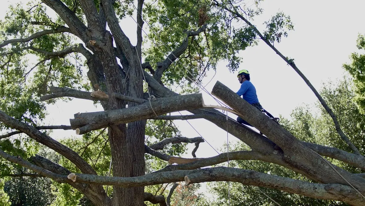 Professional Hazardous Tree Removal performed by certified arborists in Roundhill