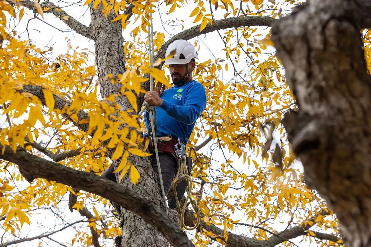 Skilled Tree Pruning crew working in Roundhill
